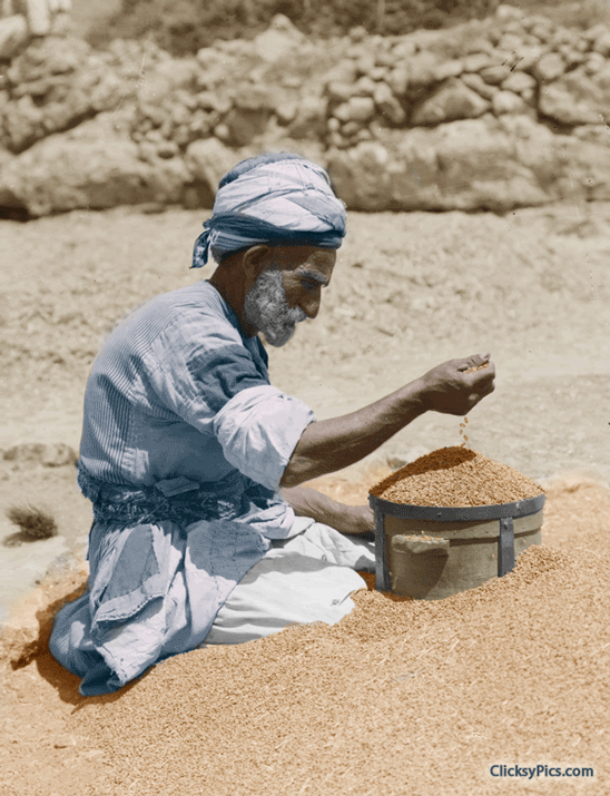 1900-1920 - Costumes, characters, etc. Measuring wheat.  Jerusalem.