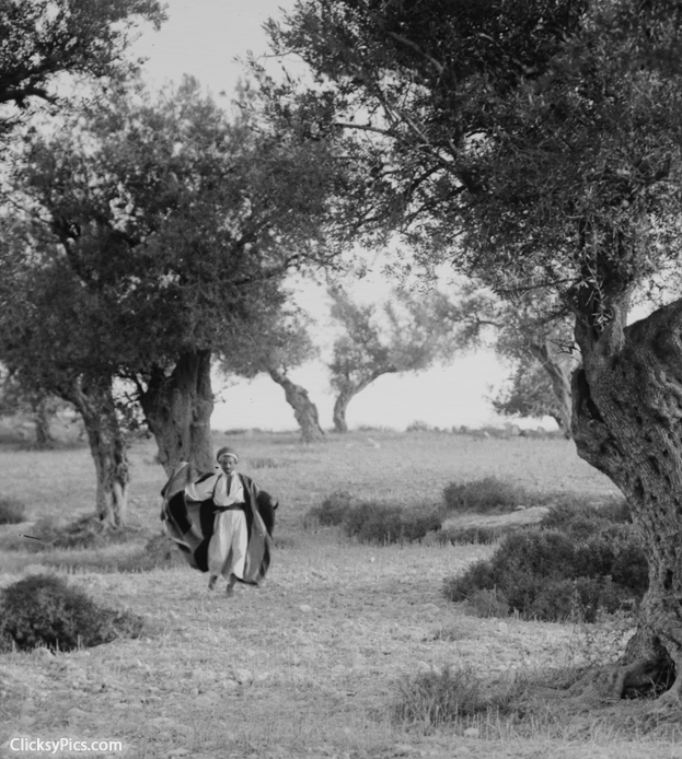 1900 to 1920 - Trees and shrubs. Old olive trees. (Olea europaea L.).