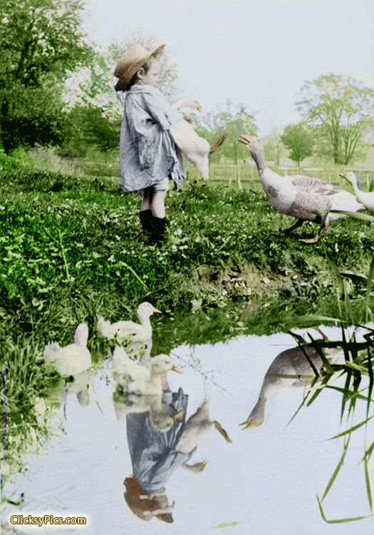 1904 - Willie, "the terrible," under grandma's care for a few days in the country.  (Small boy with geese and ducks, with reflection in pond.)